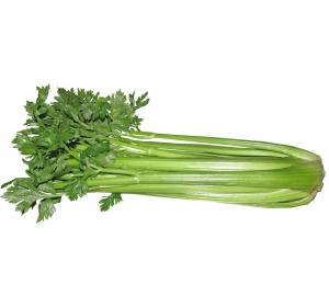 CELERI BRANCHE KG